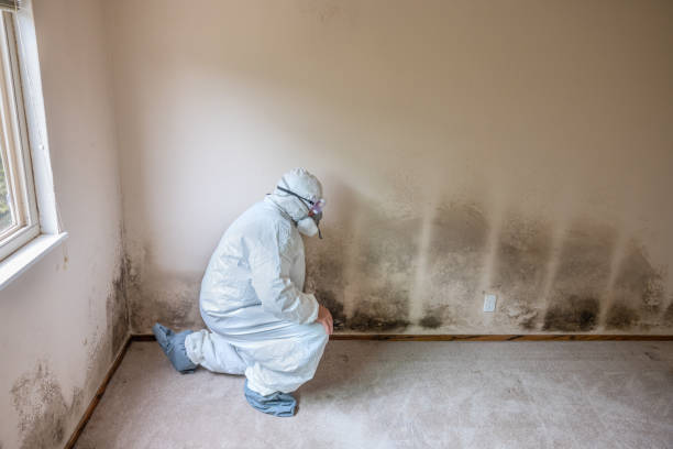 Asbestos and Lead Testing During Mold Inspection in Chula Vista, TX